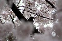 A bird in cherry blossoms in Tachikawa, Tokyo, Japan